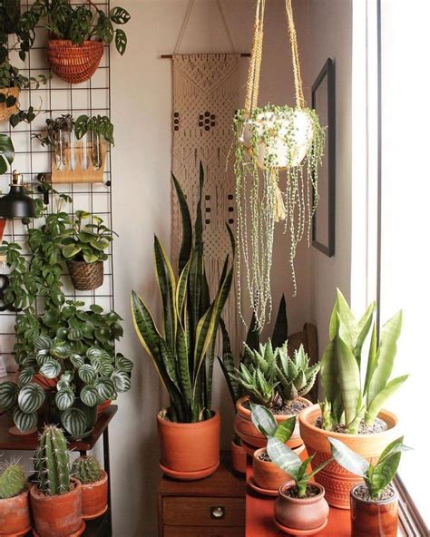 Top 10 Aesthetic Indoor Plants You Should Have | Plant decor indoor, Plant decor, House plants decor