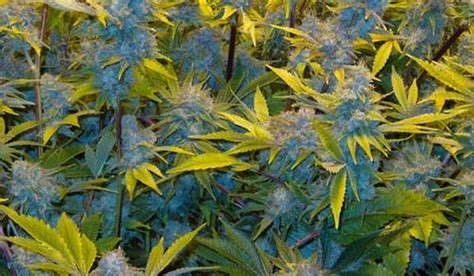 Gorilla Glue #4 Strain - Info on Growing & Harvesting!