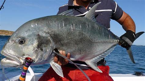 Fish, trevally interesting facts and photos