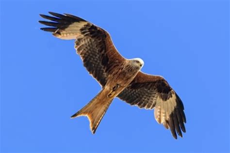 Red Kite - Milvus milvus, species information page