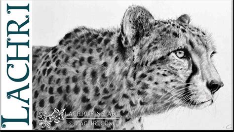 Cheetah Line Drawing at PaintingValley.com | Explore collection of Cheetah Line Drawing