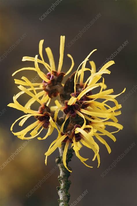 Hamamelis mollis - Stock Image - C008/7342 - Science Photo Library