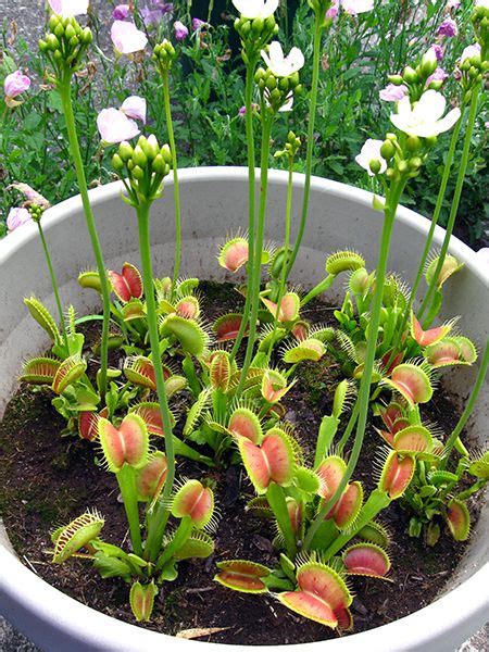 96 best images about Dionaea - Venus Fly Traps on Pinterest | Alibaba ...