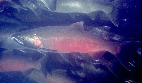 Oncorhynchus kisutch (Coho salmon) (Salmo kisutch)
