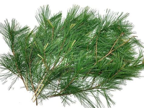 Fresh White Pine Needles, Bunch of 15 Stems Naturally Harvested for Tea or Tincture, Pinus ...