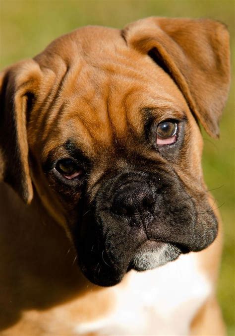 How to Train a Puppy: A Dog Training Guide | Boxer dogs, Boxer puppies, Boxer puppy