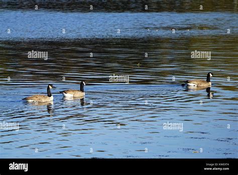 Canadian Geese Feeding Stock Photo - Alamy