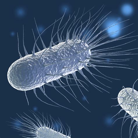 3d flagella bacteria cell