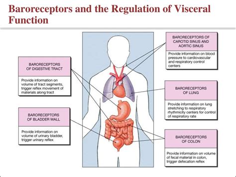 General physiology of receptors system. Somatic sensations: the tactile and position senses ...