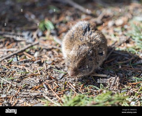 A closeup of a Common vole on the ground with a blurry background ...