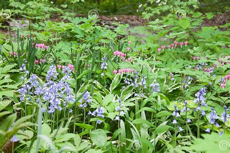 Understory Plants stock image. Image of shade, heart - 92150393