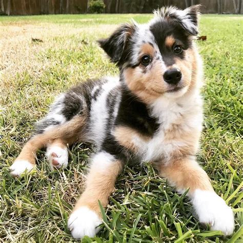 Too. Cute. For. Words. 😍 (#regra | Shepherd dog breeds, Cute dogs ...