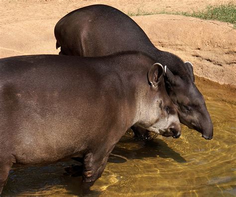 Brazilian Tapir | Alexandria Zoo