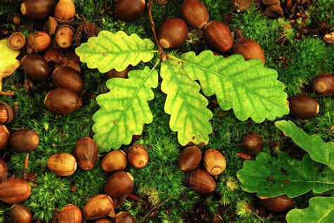 English oak tree (Quercus robur) fallen acorns and leaves on a bed of moss, Oxfordshire, UK ...