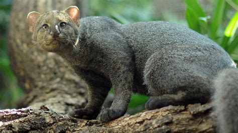 15 Rare Wild Cat Species You Never Knew Existed (Photos)