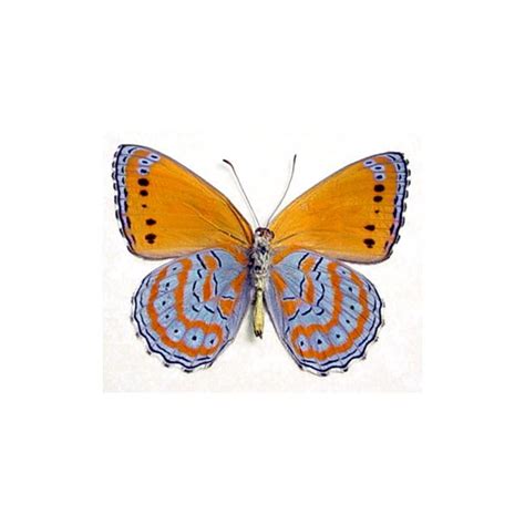 Asterope pechuelli Verso - Butterfly Designs - Real Framed Butterflies