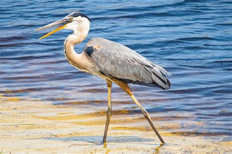 Blue Herons Symbolism: What Does it Mean to Dream About Blue Herons ...