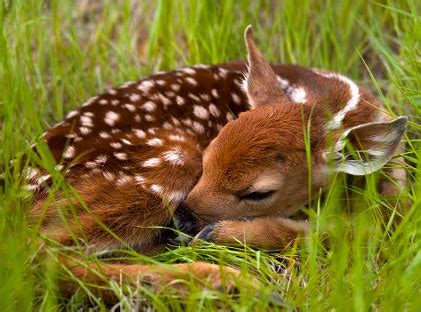 Deer Fawns - If You Find a Baby Deer