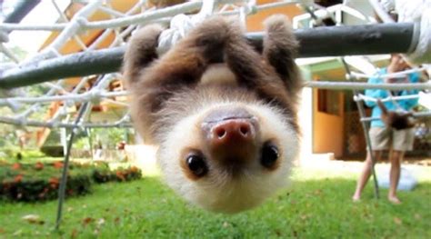 Sleuth Hanging Upside Down | Cute baby animals, Cute animals, Baby animals funny