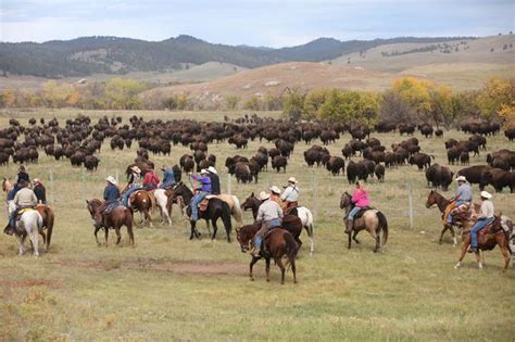 Inside the Custer State Park Buffalo Roundup - CBS News