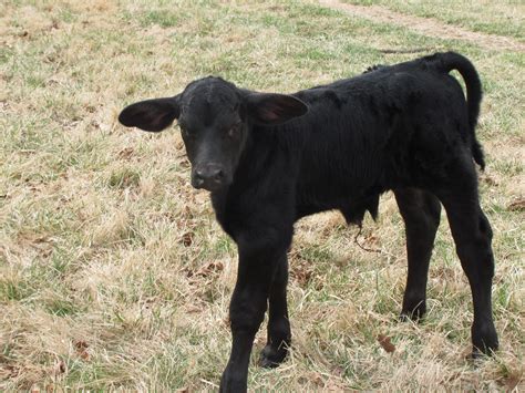 New 2014 Brangus calf Hatfied Brangus Bentonville, Ar | Cattle ranching ...