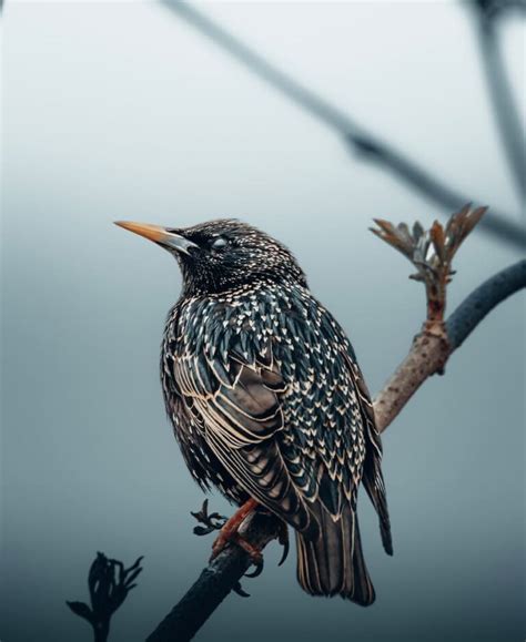 Starling Spiritual Meaning: Symbolism, Totem, Power Animal