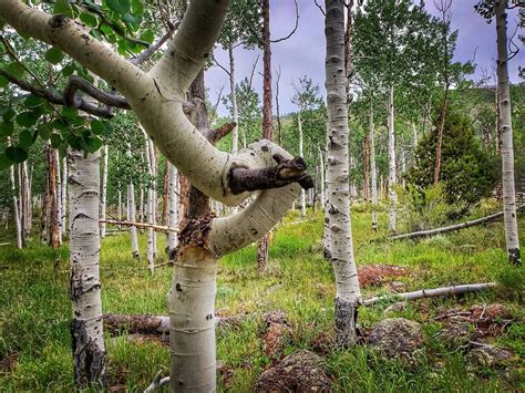 Pando Forest-- (the Trembling Giant or quaking aspen) At 80,000 years ...