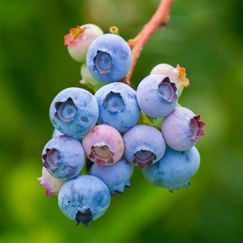 Southern Highbush Blueberry For Sale - Bare Root Blueberry Plants
