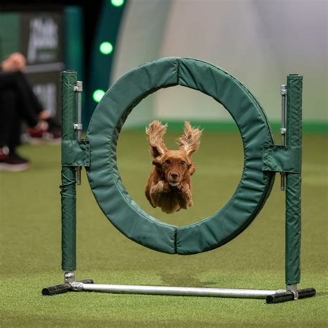 Win Crufts 2023 tickets! - Dogs Monthly