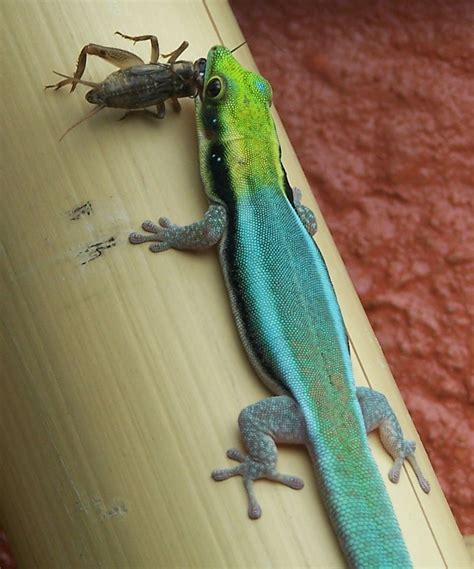 Yellow-headed Day Gecko | Reptiles pet, Reptiles and amphibians, Amphibians