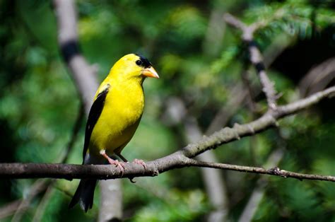 Birds In Illinois: The 35 Most Popular Species You'll Recognize