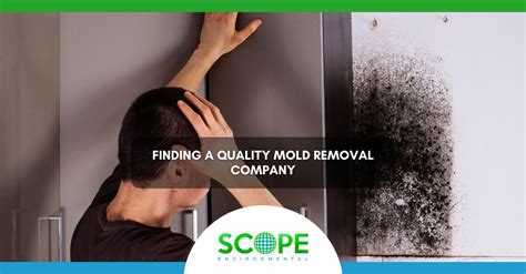 Professional Mold Abatement Services: How Do They Work? - Scope Clean ...