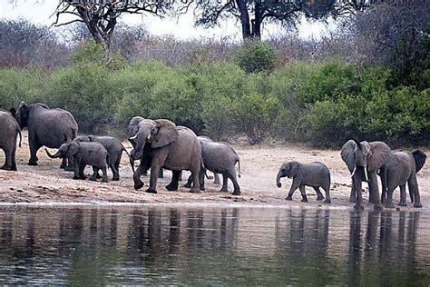 Elephants In Angola photo, Angola Africa