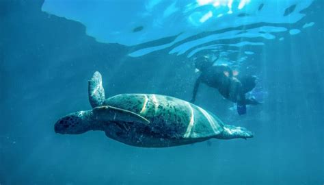 Top 5 Best Snorkeling and Diving Points in Perhentian Island