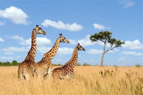 TOP 10 SAFARI DESTINATIONS IN AFRICA