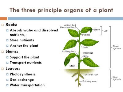 16 Essential plant nutrients classification and sources - Basic ...