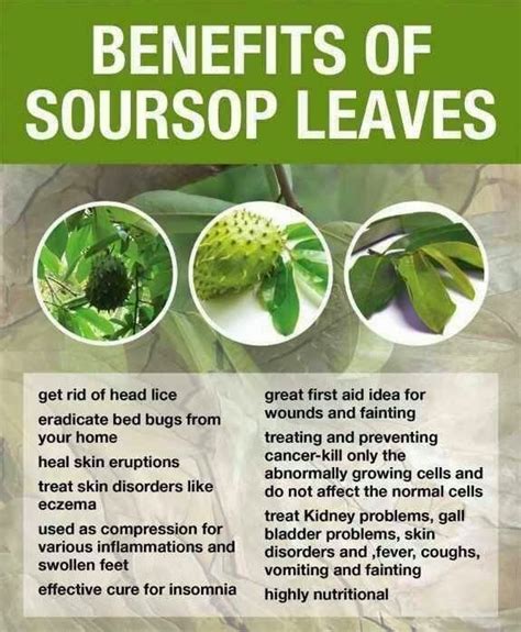 My Wonder Remedy: Soursop Leaves Wonder Remedy