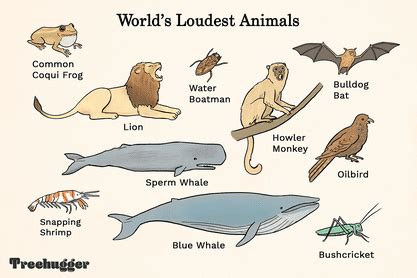 11 of the Loudest Animals on Earth