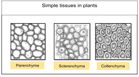 Simple Tissue In Plants