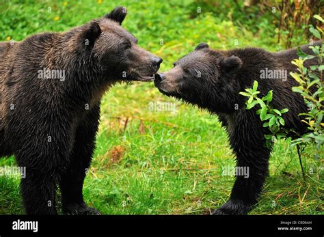 Grizzly bear mother and cub hi-res stock photography and images - Alamy