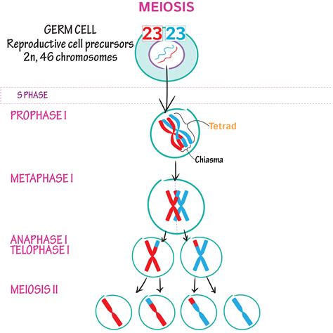 Cell Biology Glossary: Meiosis | Draw It to Know It