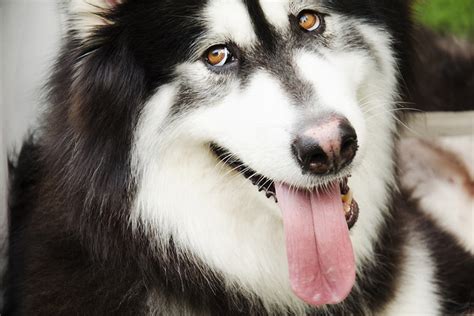 Alaskan Malamute / Alaskan Malamute Wikipedia : The alaskan malamute is a large breed of dog ...