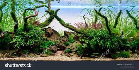 Freshwater Planted Aquarium Aquascape Live Plants Stock Photo ...