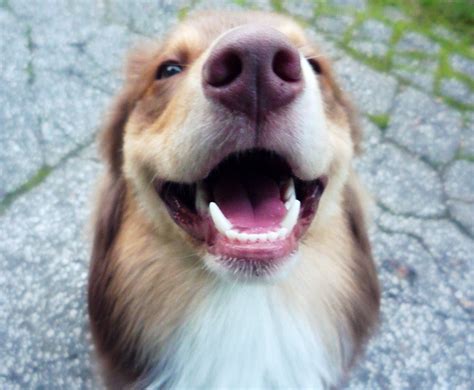 Dog Teeth Cleaning Tips | DogExpress