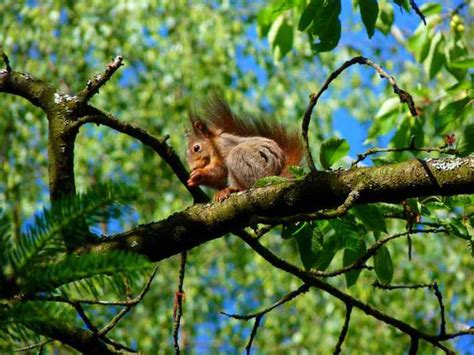 Red Squirrel Habitat Management