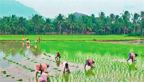 Kerala to Follow Collective Farming Instead of Corporate Farming, Says ...