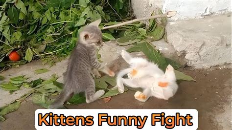 The Cutest Fight Between Two Kittens | Funny Cats Fighting - YouTube