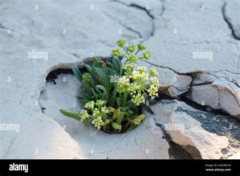 Rock samphire or sea fennel plant in bloom, Crithmum maritimum, edible coastal plant with green ...