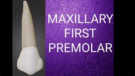 Maxillary First Premolar Anatomy - ANATOMY STRUCTURE