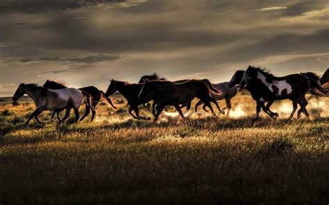 Wild Horses Running Wallpaper